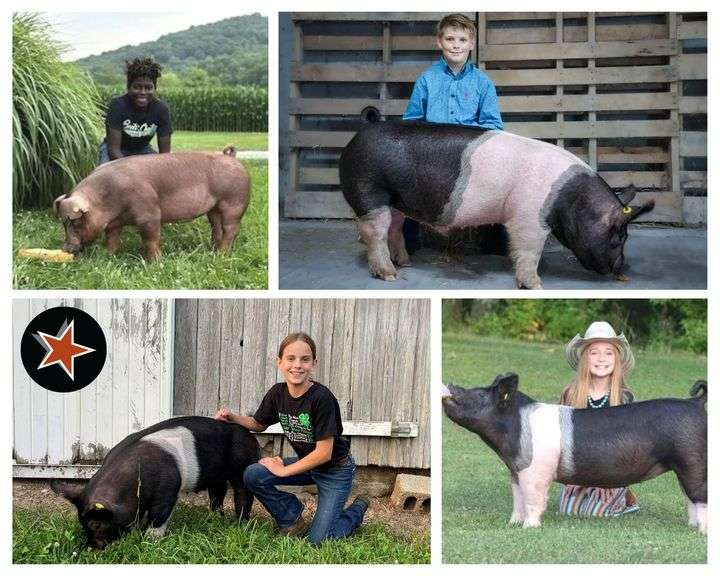 Hog Catalog Kaufman Realty & Auctions