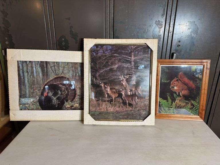 Wildlife Framed Pictures.
