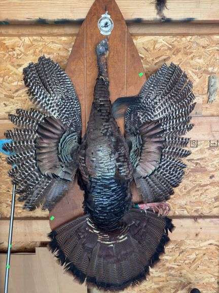 Large turkey mount