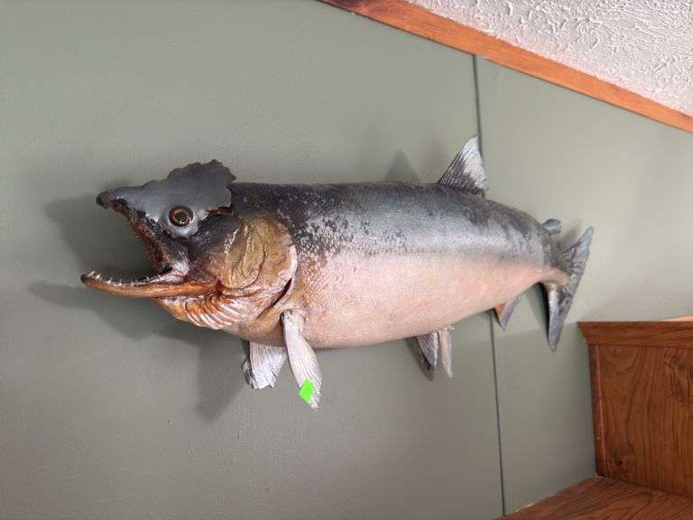 Mounted Fish