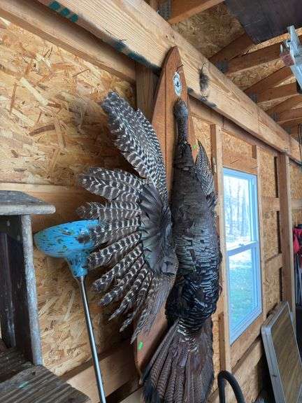 Large turkey mount