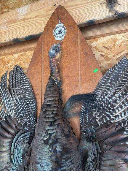 Large turkey mount