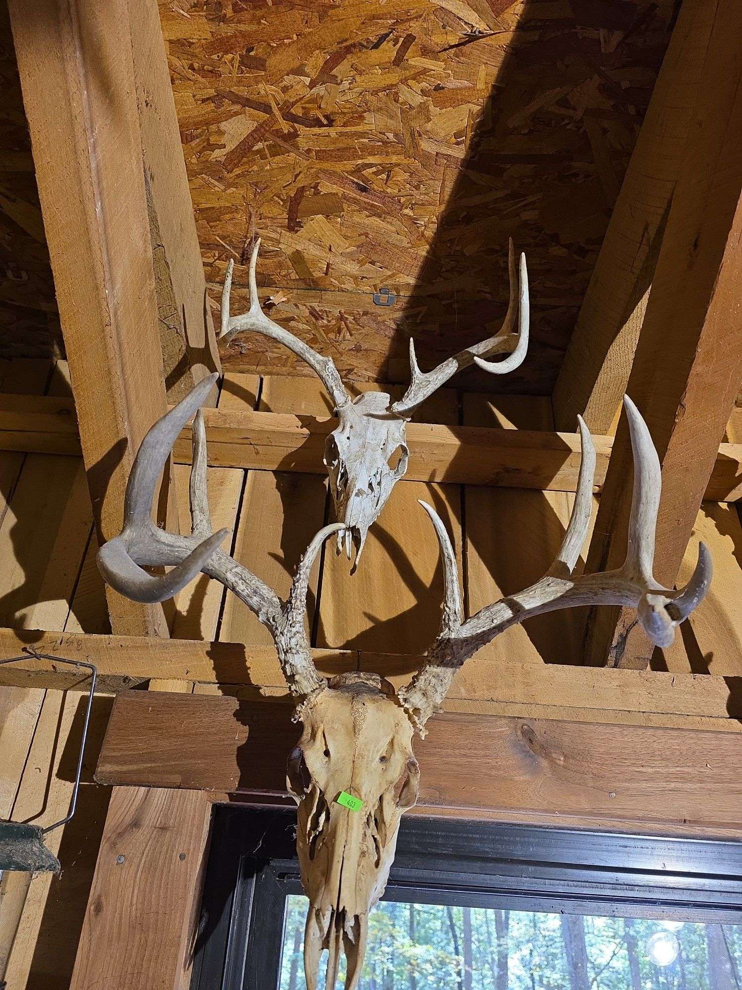 6 European Whitetail mountains
