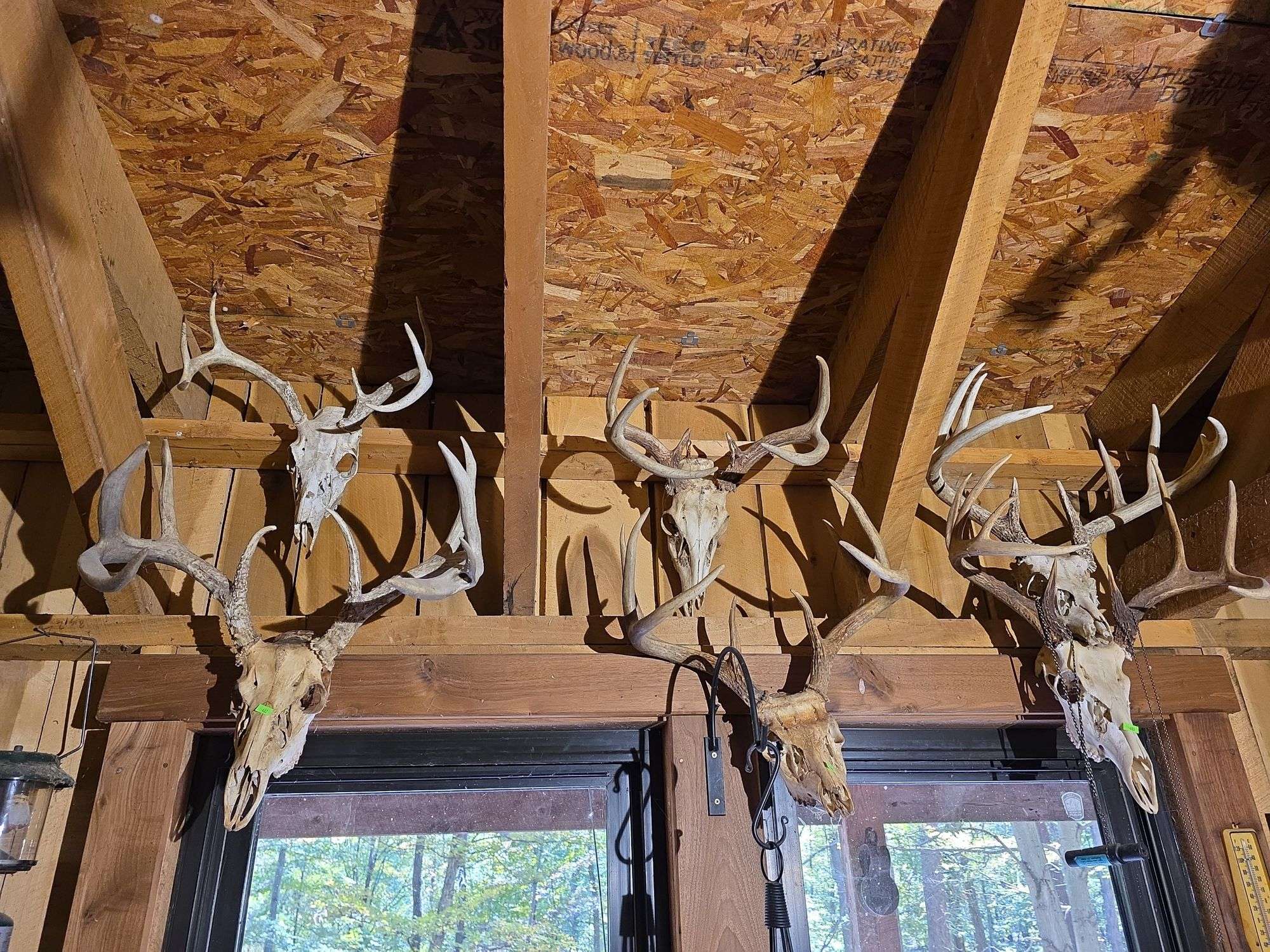 6 European Whitetail mountains