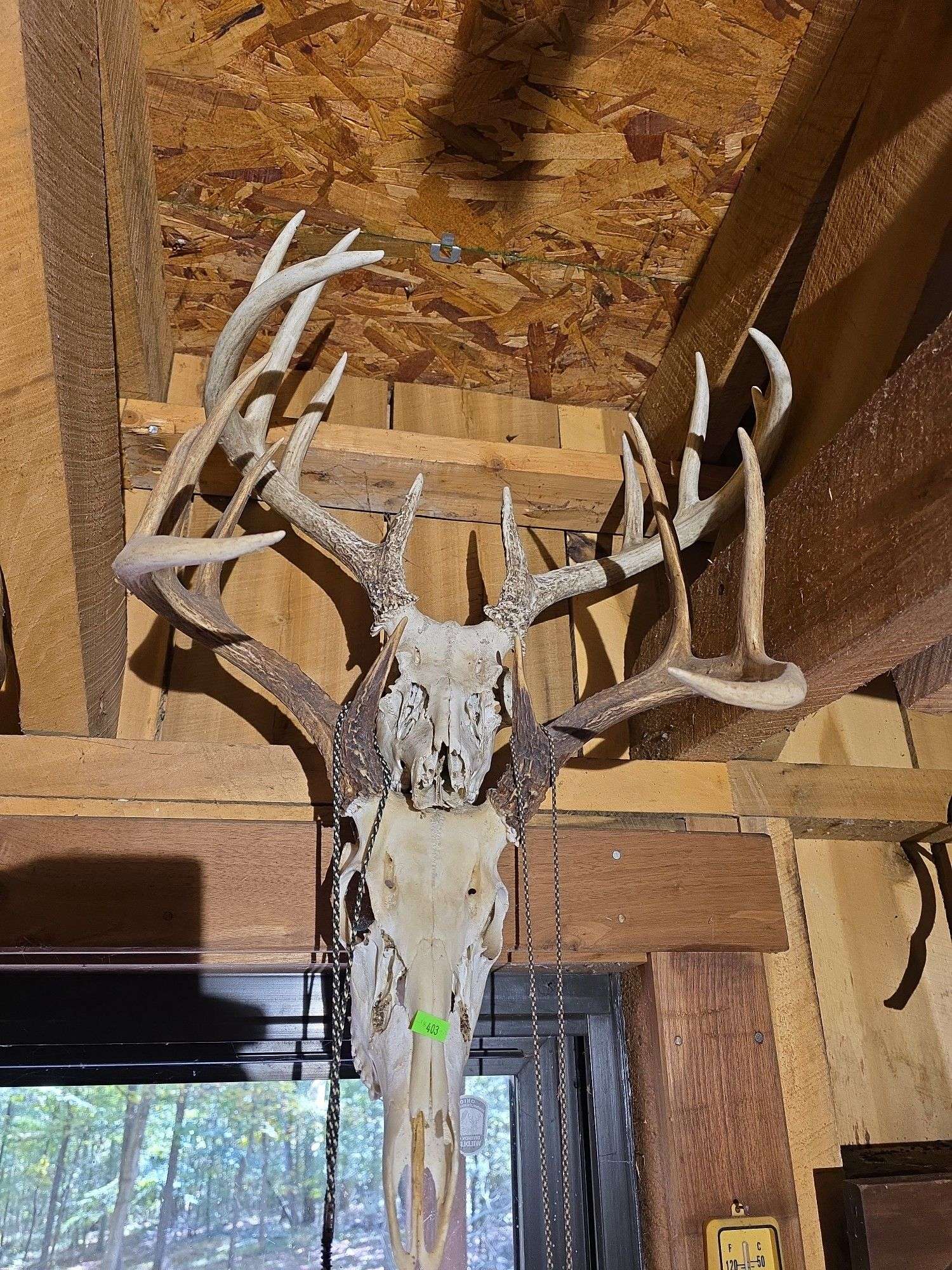 6 European Whitetail mountains
