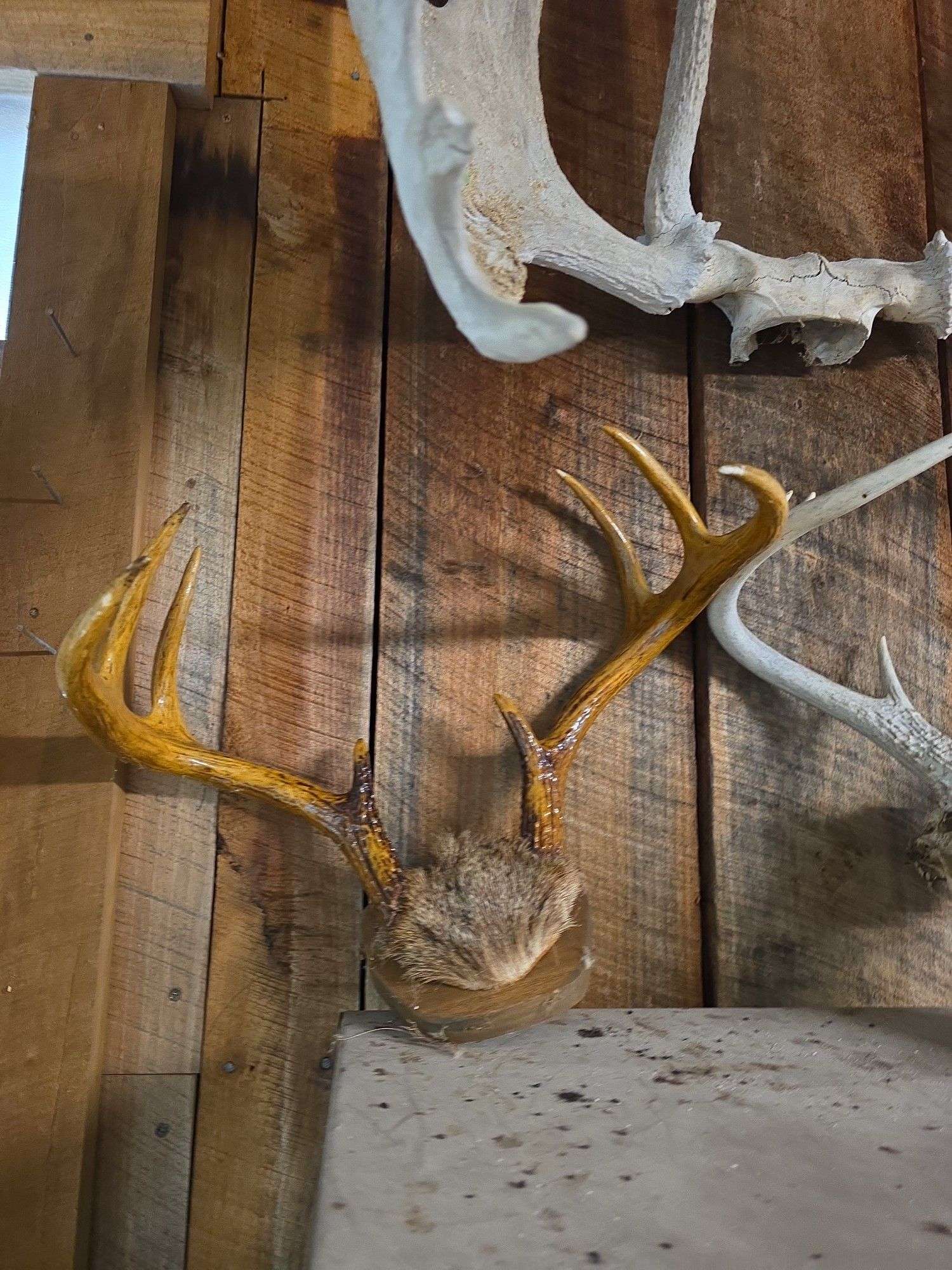 Moose & white tail antlers