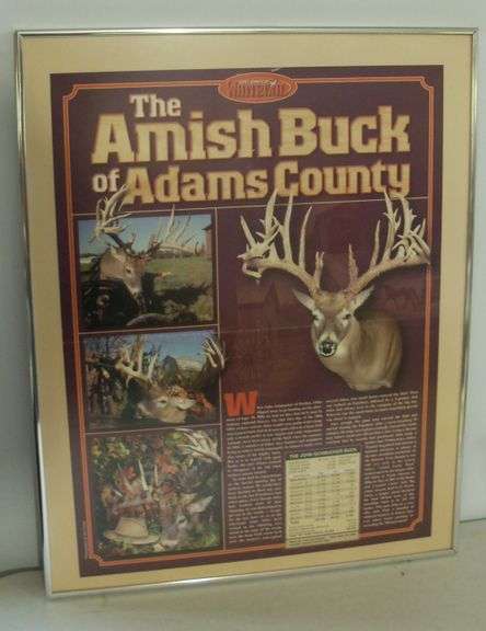AMISH BUCK