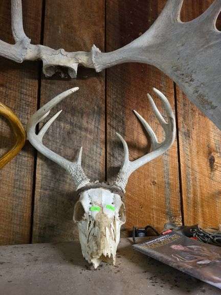 Moose & white tail antlers
