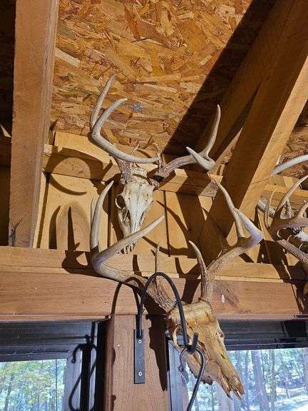 6 European Whitetail mountains