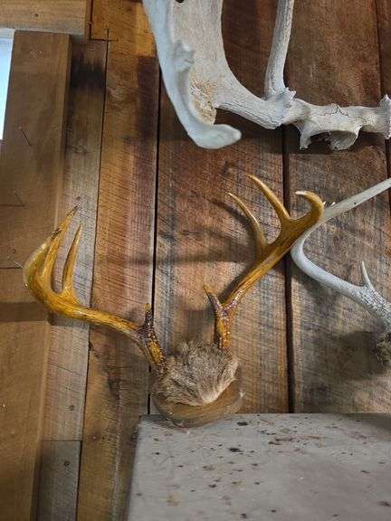 Moose & white tail antlers