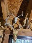 6 European Whitetail mountains