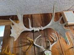 Moose & white tail antlers