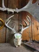 Moose & white tail antlers