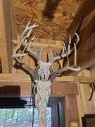 6 European Whitetail mountains