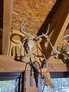 6 European Whitetail mountains
