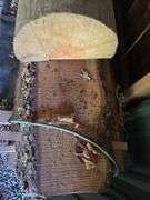 Stack of 7ft long live edge lumber
