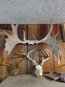 Moose & white tail antlers