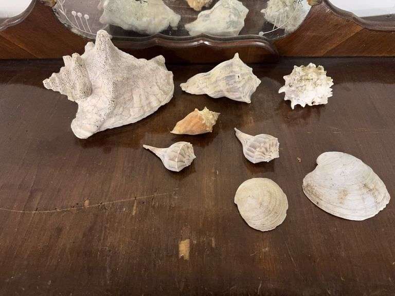 Sea Shells