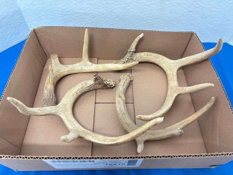 Deer Antlers