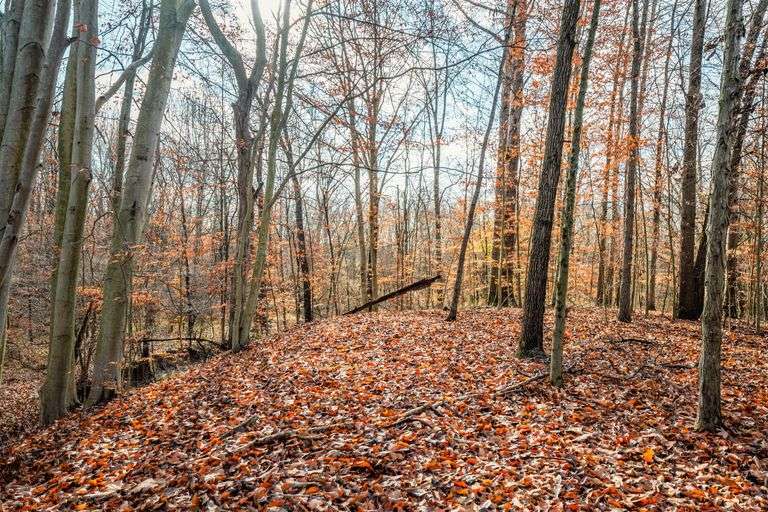 Prime Tillable & Wooded - Baker Farm