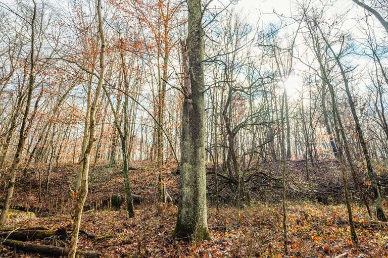 Prime Tillable & Wooded - Baker Farm