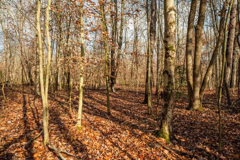 Prime Tillable & Wooded - Baker Farm