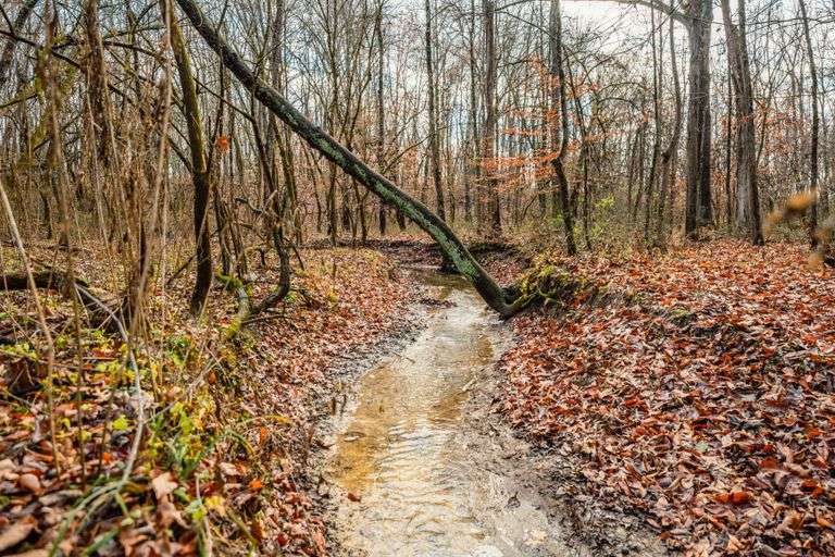 Prime Tillable & Wooded - Baker Farm