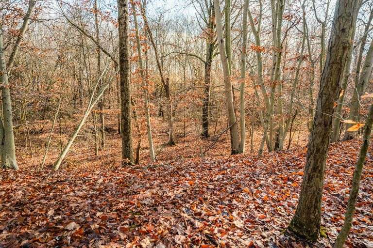 Prime Tillable & Wooded - Baker Farm