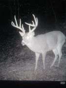 Tuscarawas County Land Auction  30.78 Acres Tippecanoe Area