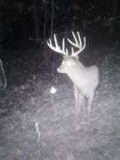 Tuscarawas County Land Auction  30.78 Acres Tippecanoe Area