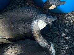 7 Canada Geese Decoy