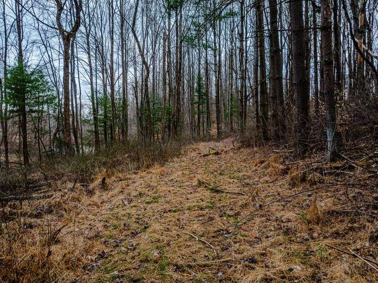 16.6 +/- Acres All woods with a nice pond