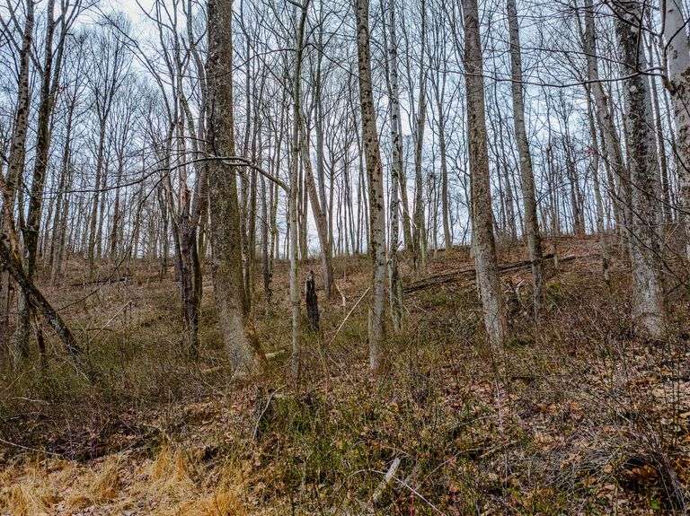 8.9 +/- Acres All woods great for hunting.