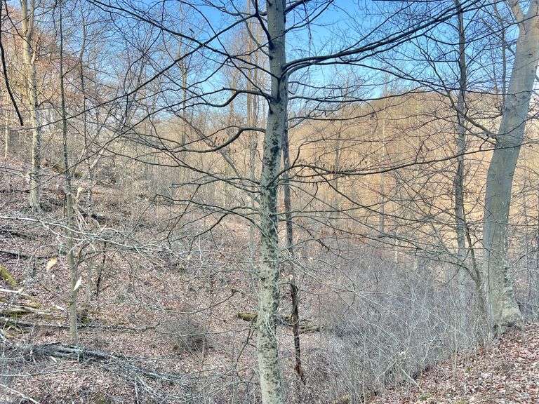 88+/- Acres Marion County Land