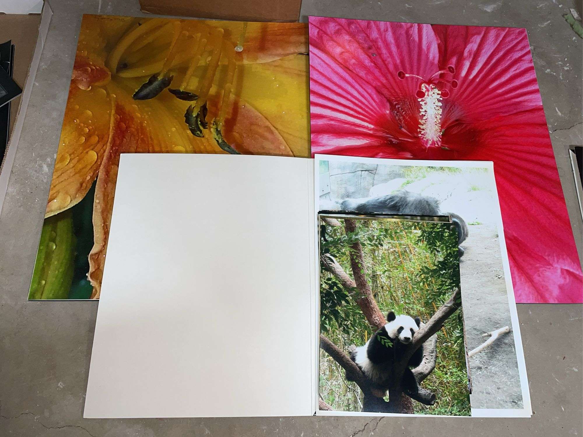PHOTOS - ANIMALS, FLOWERS, AND LANDSCAPE