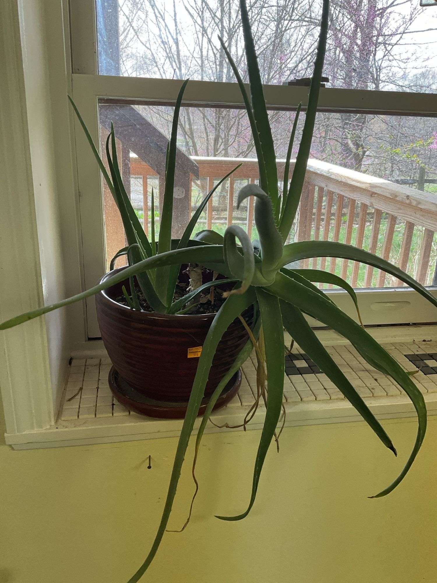 Potted Aloe Plant