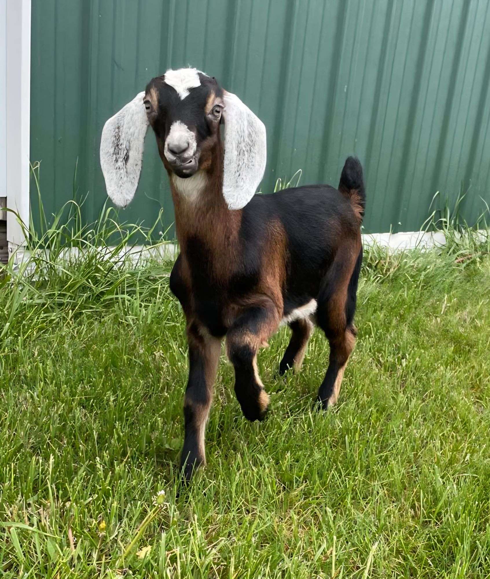 ADGA Registered American Nubian Doe born 03/07/25 Tatooed, CDT, Disbudded