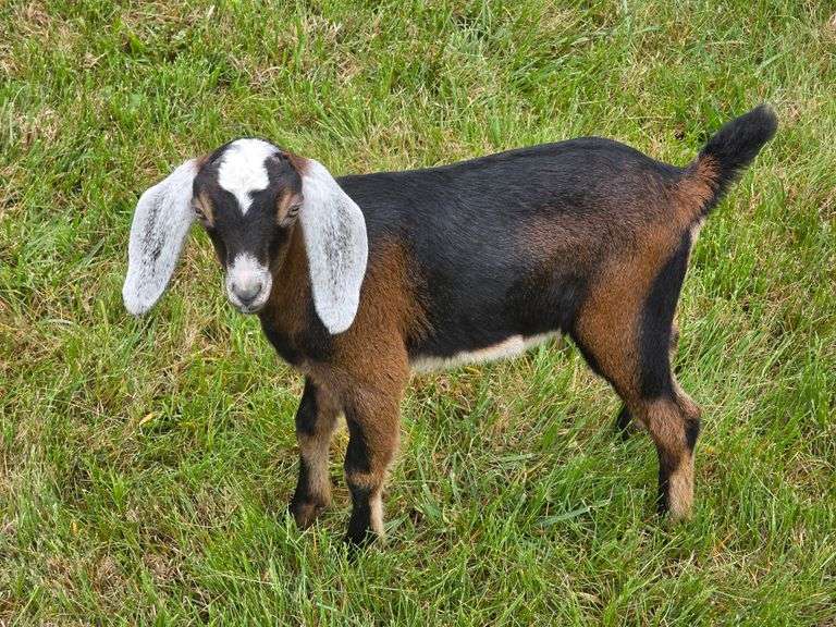 ADGA Registered American Nubian Doe born 03/07/25 Tatooed, CDT, Disbudded