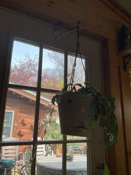 Potted Houseplants and Plant Stands