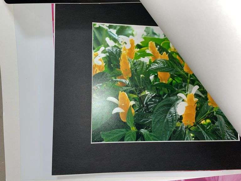 PHOTOS - FLOWERS & PLANTS