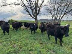 Cattle Photos. Cattle will NOT BE OFFERED ONLINE.