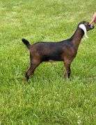 ADGA Registered American Nubian Doe born 03/07/25 Tatooed, CDT, Disbudded