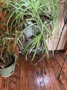 Potted Houseplants and Plant Stands
