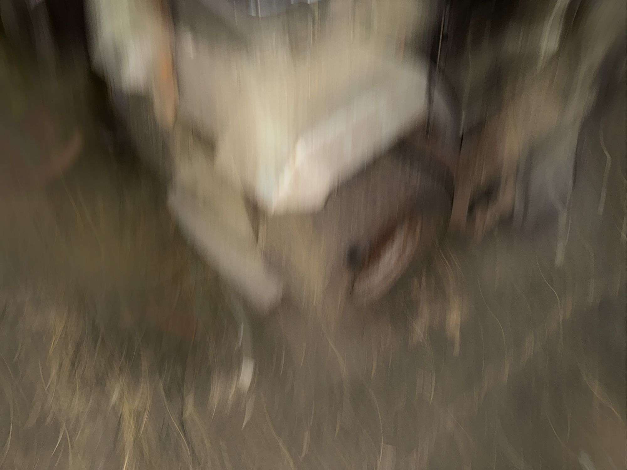 Craftsman 11 HPGas Lawnmower