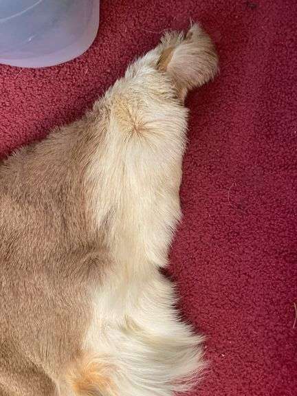Whitetail deer skin