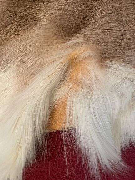 Whitetail deer skin