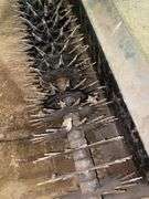 Aerator Attachment