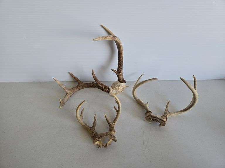 (3) set deer antlers