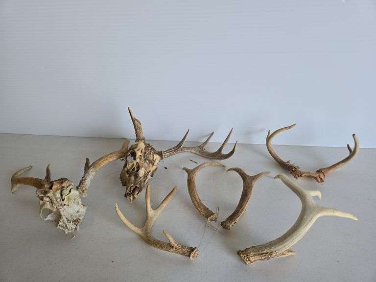 Various deer antlers