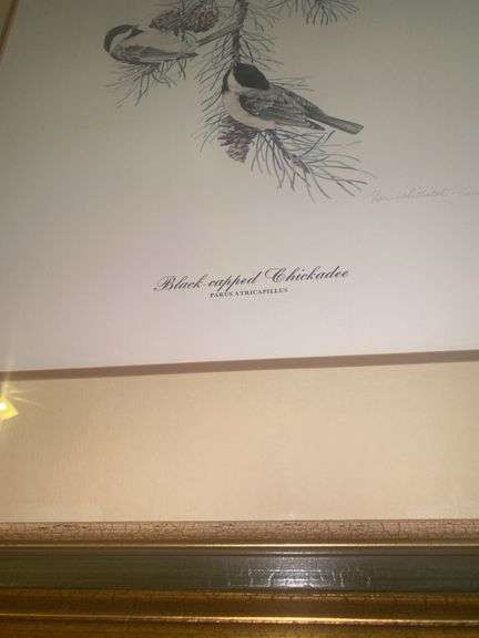 Black-Capped Chickadee Framed Picture by Don Whitlatch 66/1000